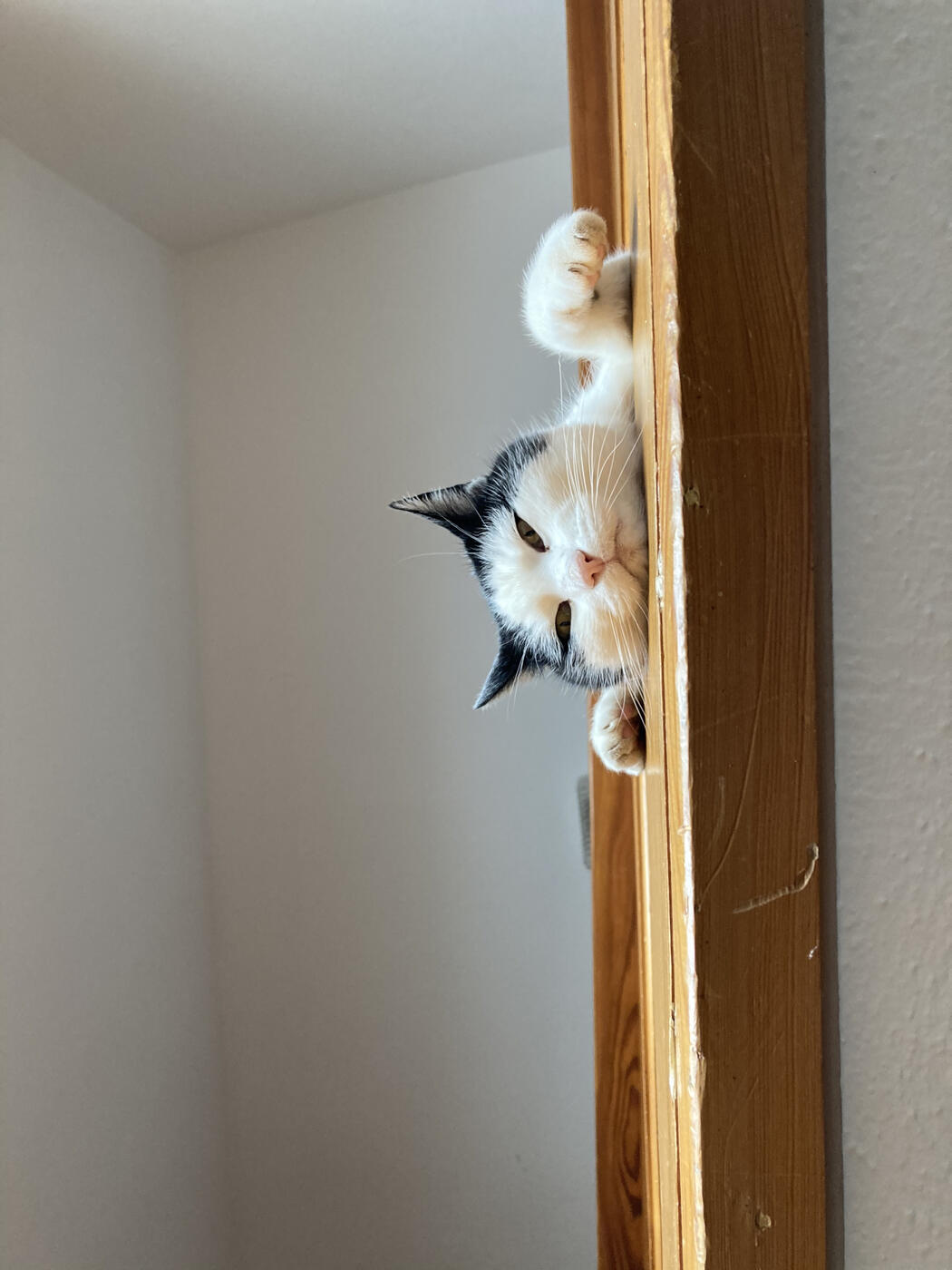 Kuscheltier: Kater Kiki geniesst den Tag in vollen Zügen. Bilder Laura Kessler