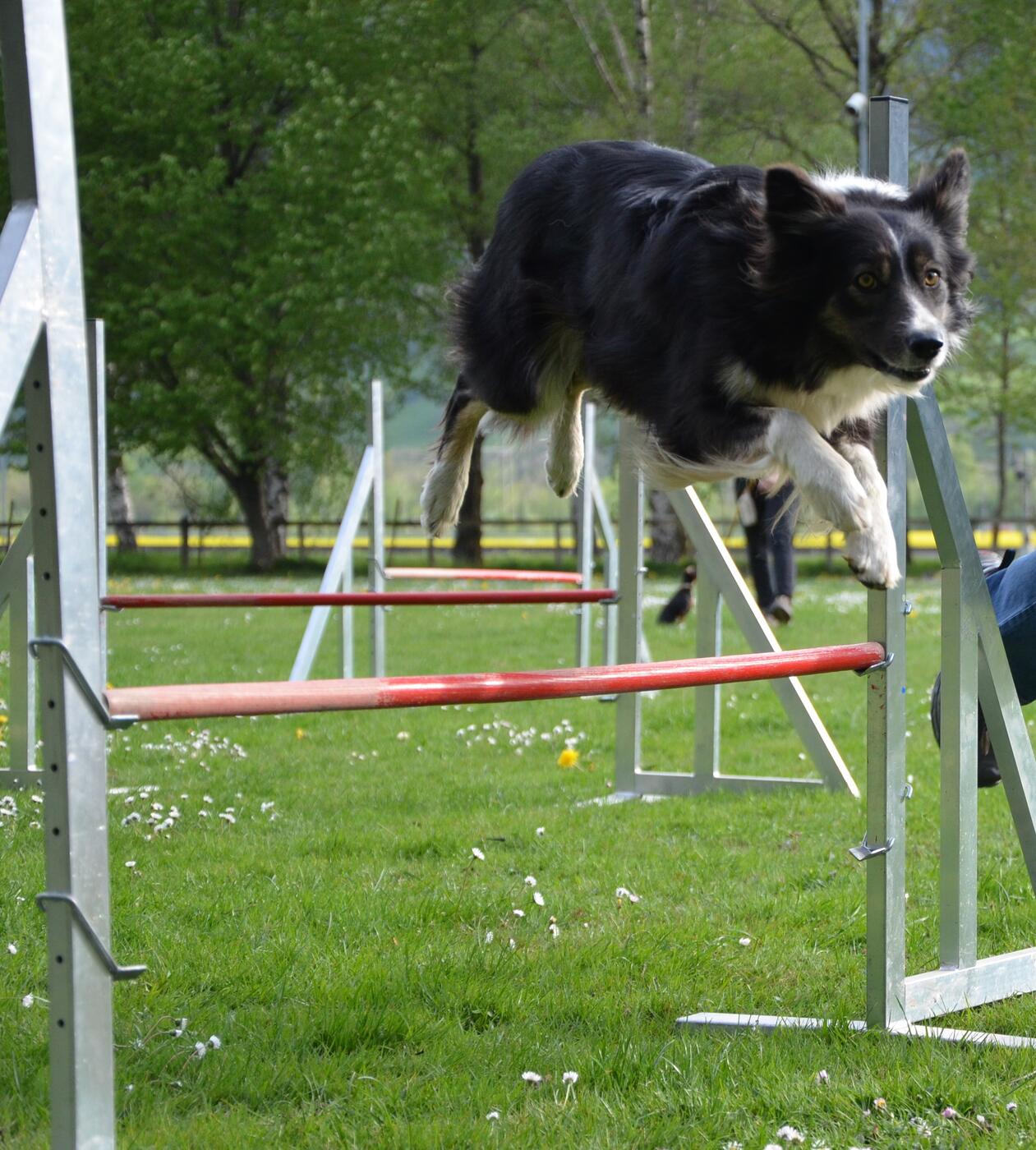 Energiebündel auf vier Pfoten: In den jungen Jahren durfte sich Jana im Agility austoben. Sie war wie gemacht für diesen Sport.