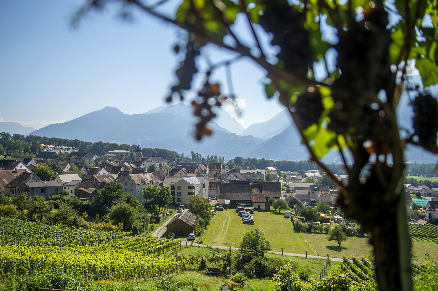 Weindorf: Durch die Rebberge lässt sich ein Blick auf Fläsch werfen. 