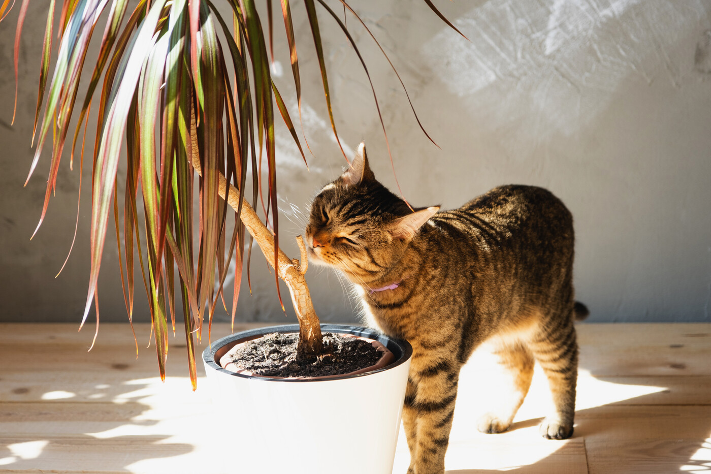 Nur schnüffeln, nicht knabbern: Überwinterte Pflanzen eignen sich nicht als Katzensnack und können zu gefährlichen Vergiftungen führen.