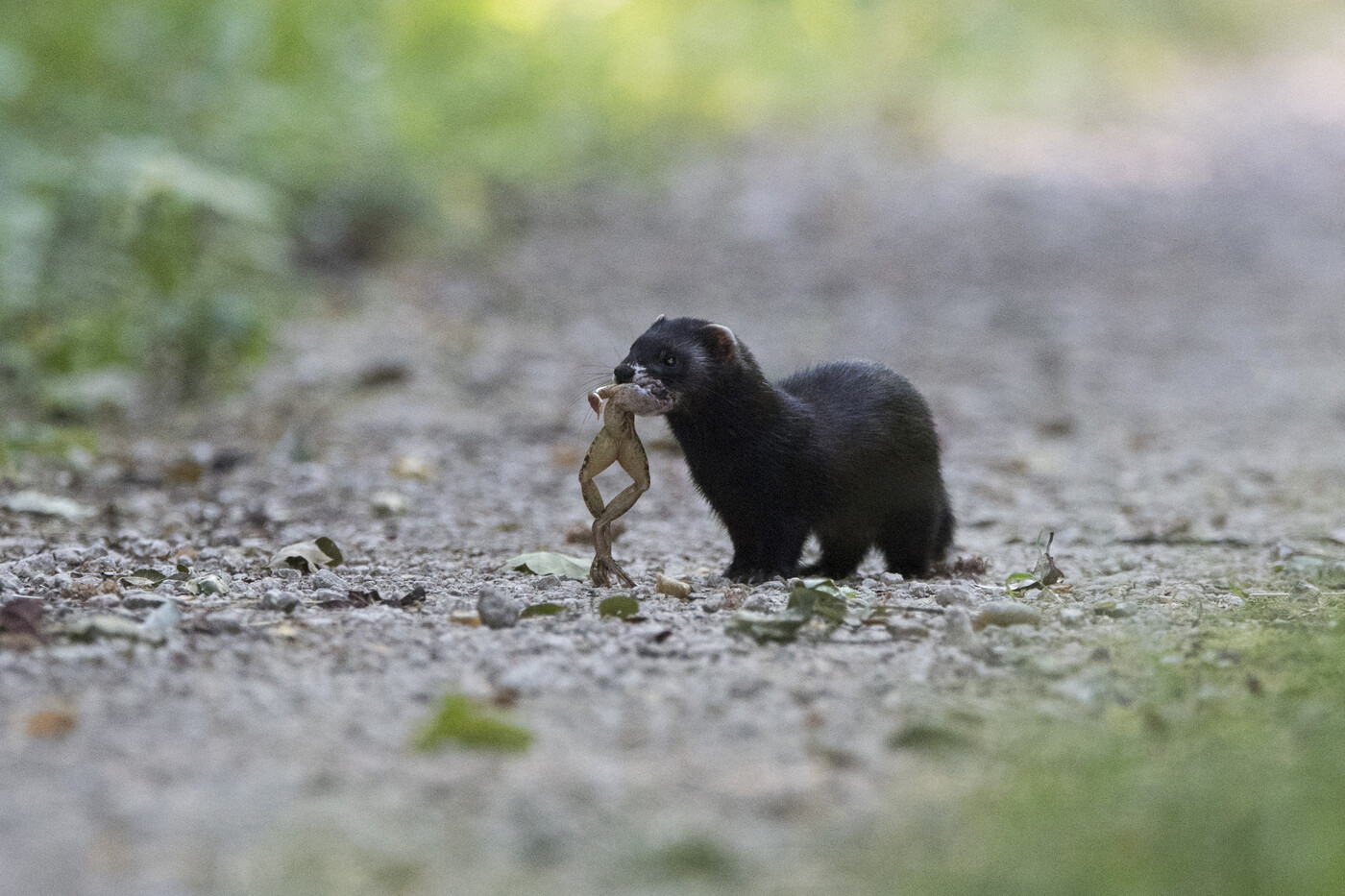 Amphibienförderung hilft: Frösche und Kröten sind die Hauptnahrung des Iltisses in der Schweiz. Wo es an ihnen mangelt, fehlt dem Iltis eine wichtige Lebensgrundlage.