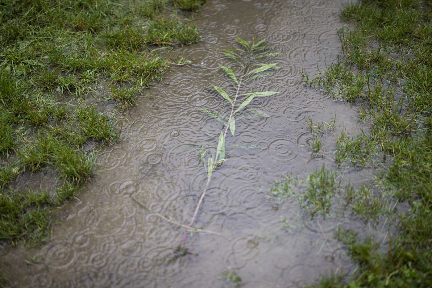 Überschwemmter Weg: Die Böden in der Südostschweiz sind durchnässt und mehrere Gewässer führen wegen der starken Regenfälle viel Wasser.