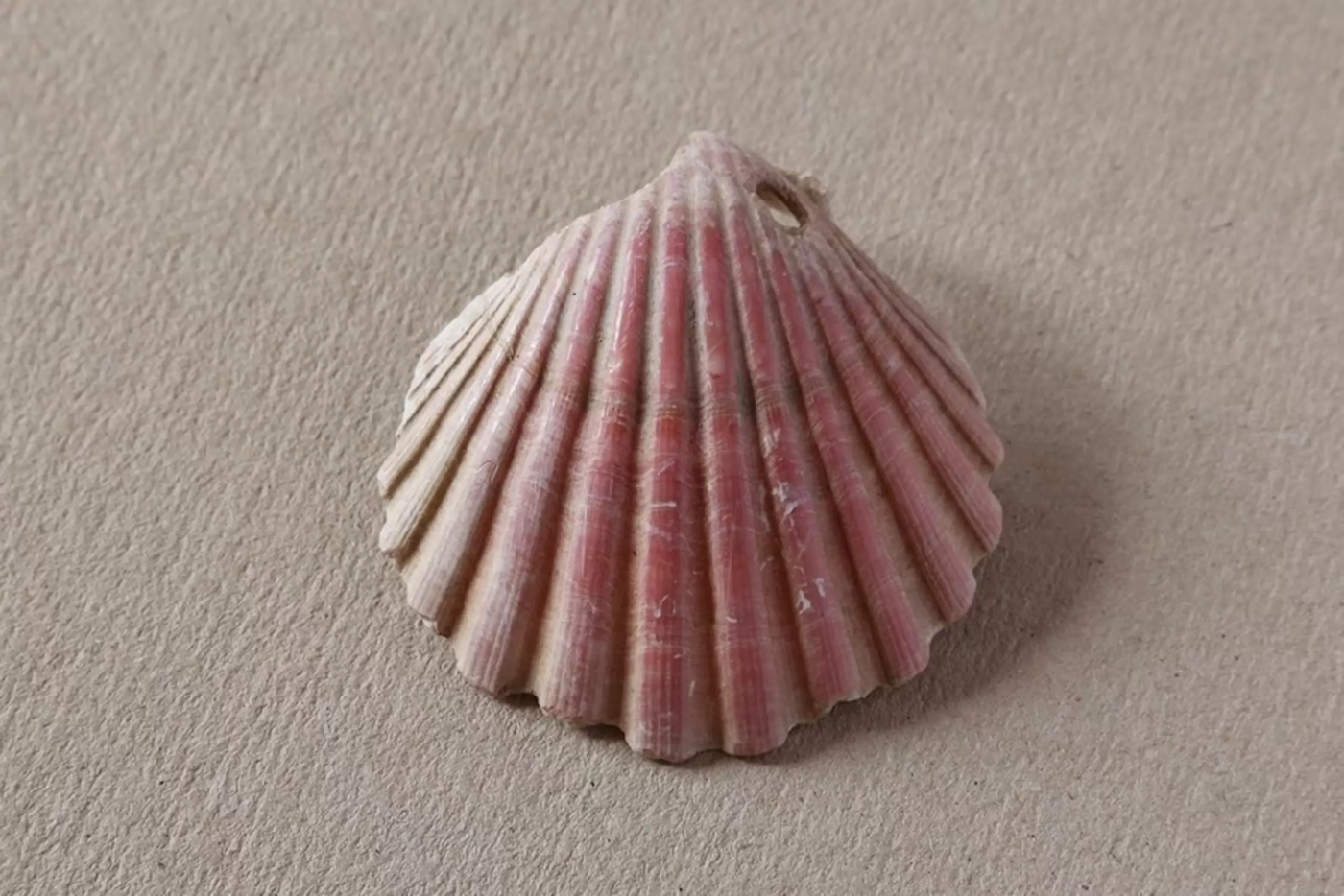 Ausgrabungen: Hier ist eine Muschel von Pilgernden als Andenken aus Santiago.