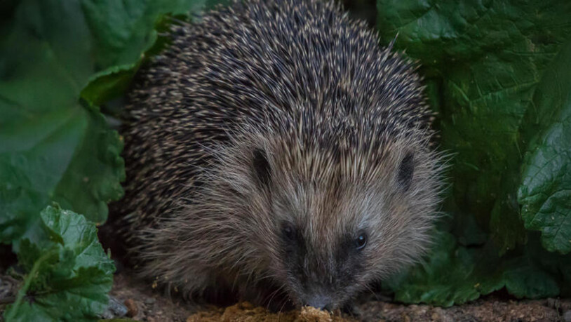 Dieser süsse kleine Igel kommt jeden Abend zu Besuch in unseren Garten.