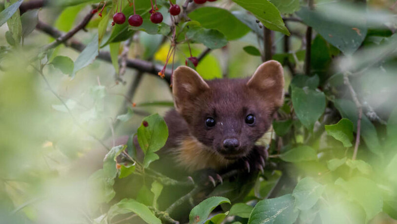 Ein vermeintliches Eichhörnchen entpuppt sich bei genauerer Betrachtung als Marder.