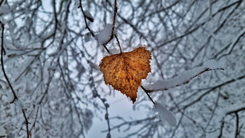 Ein Blatt «Herbst» übrig geblieben.