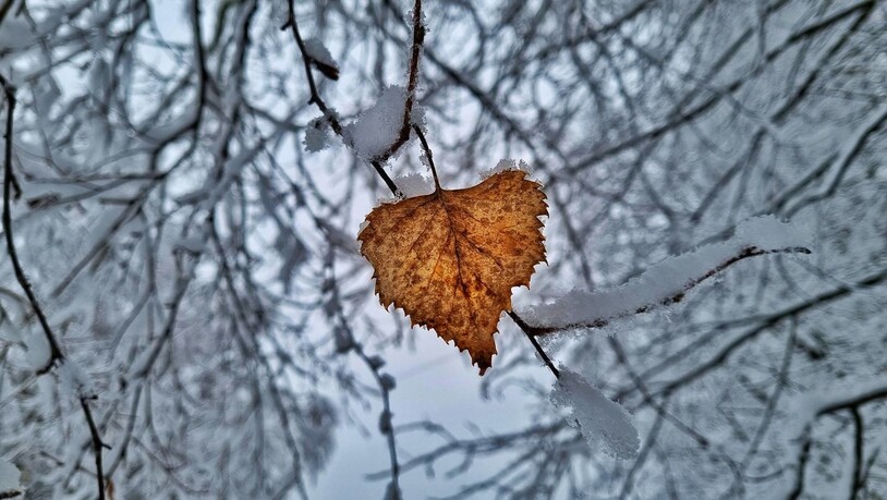 Ein Blatt «Herbst» ist übrig geblieben.