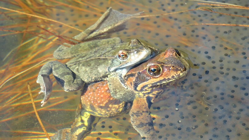 Jetzt sind sie wieder unterwegs zu ihrem Weiher und sorgen für den Nachwuchs.