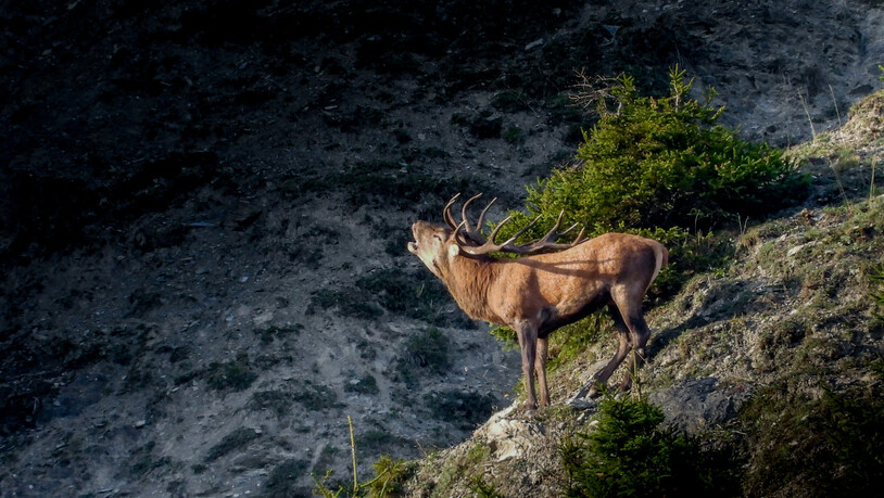 Wenn der Herbst in Graubünden Einzug hält, beginnt ein einzigartiges Naturschauspiel, die Brunft der Hirsche.