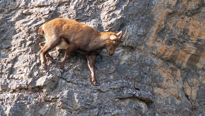 Wie das Bild zeigt, stehen Steingeissen den Steinböcken in nichts nach, wenn es ums Klettern im steilen Fels geht.
