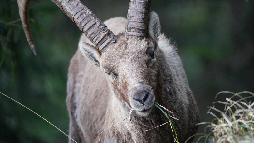 Eindrückliche Begegnung mit dem König im Wald.