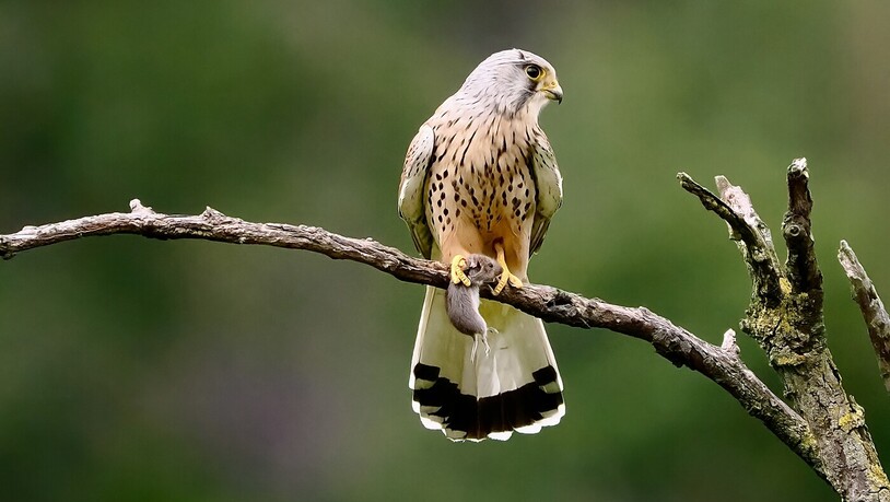 Der Turmfalke, unser Mäuse Regulierer