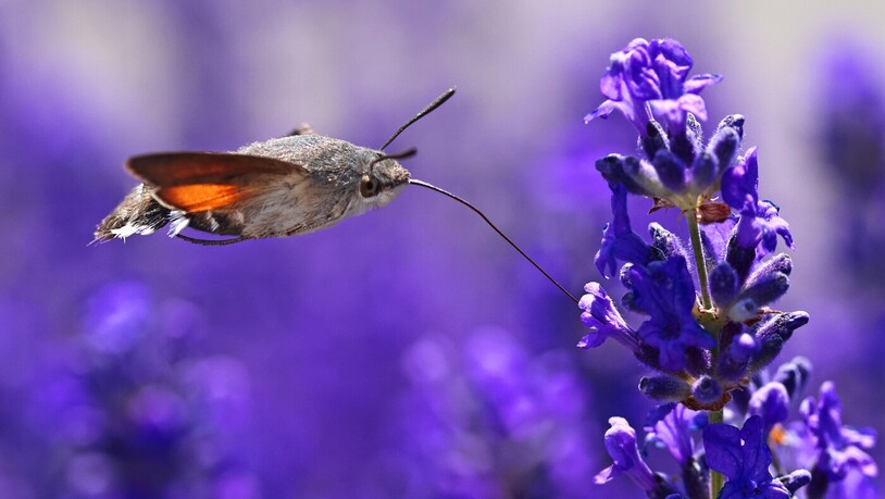 Das Taubenschwänzchen vergnügt sich im Lavendel.