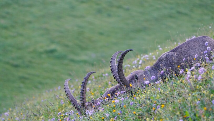 Frühstück auf der Blumenwiese.
