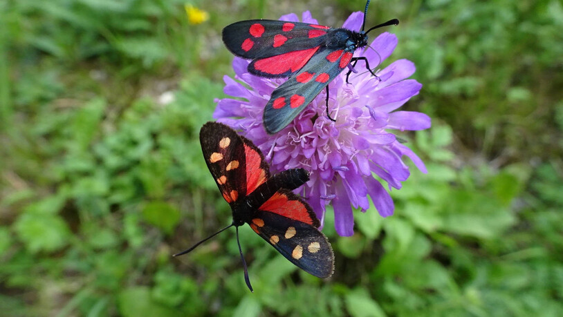 Traumhafte Farbkombination. Die Natur geniessen in vollen Zügen.
