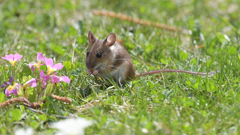 Ein würdiger Vertreter des Osterhasen zu Besuch im Garten.