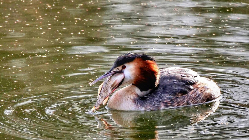 Mittagessen frisch aus dem Wasser.