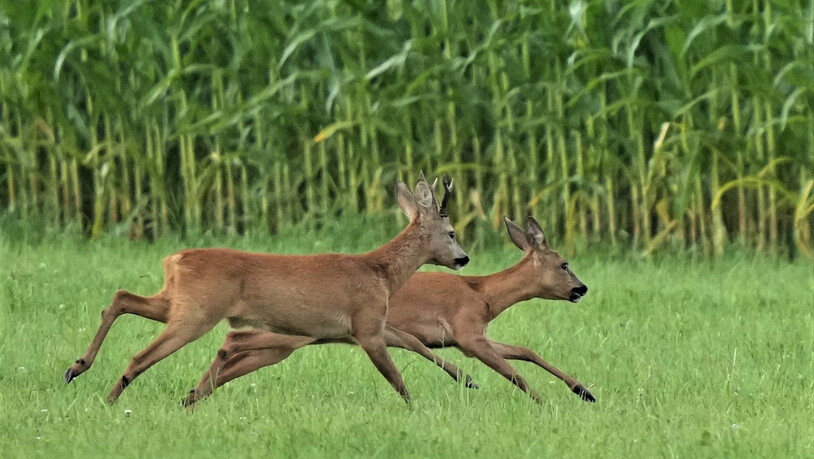 Das gemeinsame, wilde Herumrennen ist für Rehe ein – manchmal gefährliches – Brunftritual.