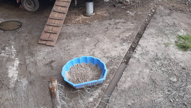 Geliebtes Hobby: Caduffs Truthähne baden gerne in ihrem eigenen Sandbad.