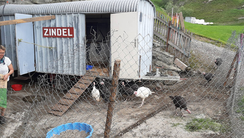 Schlafplatz: Um vor Fressfeinden geschützt zu sein, verbringen die Tiere die Nacht in diesem Bauwagen.