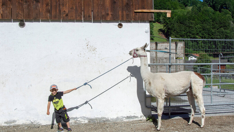 Freude am Tier: Der jüngste Sohn der Jegens geht gerne mit den Lamas spazieren.