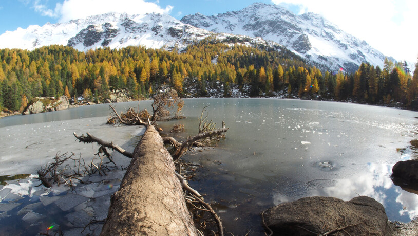 Lago di Saoseo: Während einer Herbstwanderung am See kann man die bunt gefärbten Lärchen betrachten. 