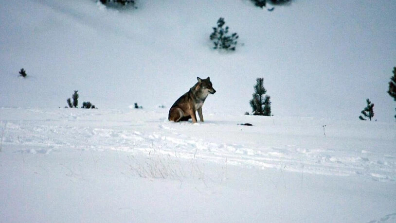 Den Wölfen soll es an den Kragen gehen. Wolf