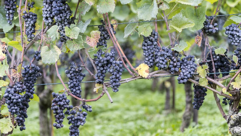 Trauben Rebberg Weingut