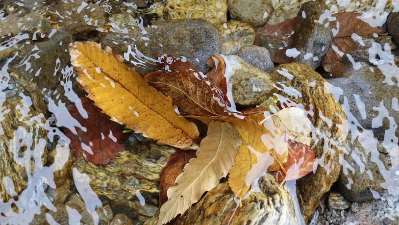 Platz 5: Heute doch noch einmal herbstlich.