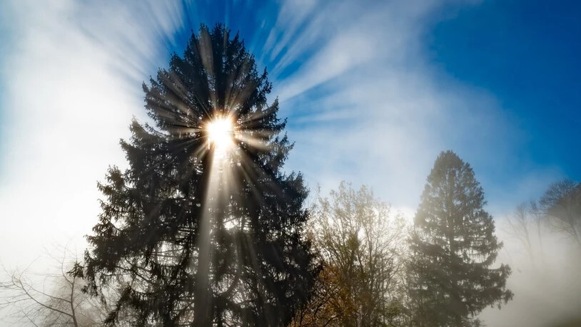 Platz 3: Nebel und Sonnenlicht im Zusammenspiel.
