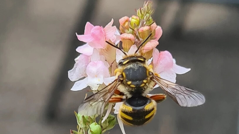 Danièle Enz achtete bei der Auswahl der Pflanzen auf die Vielfalt. «Das hat dazu geführt, dass sich viele verschiedene Wildbienen, Hummeln und Schmetterlinge in meinem Garten tummeln.»