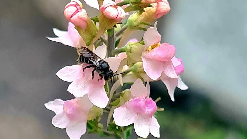 Danièle Enz achtete bei der Auswahl der Pflanzen auf die Vielfalt. «Das hat dazu geführt, dass sich viele verschiedene Wildbienen, Hummeln und Schmetterlinge in meinem Garten tummeln.»