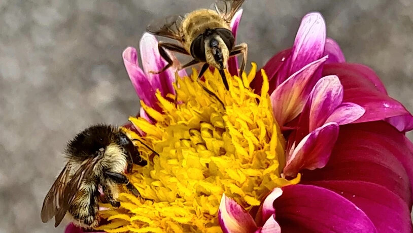 Danièle Enz achtete bei der Auswahl der Pflanzen auf die Vielfalt. «Das hat dazu geführt, dass sich viele verschiedene Wildbienen, Hummeln und Schmetterlinge in meinem Garten tummeln.»