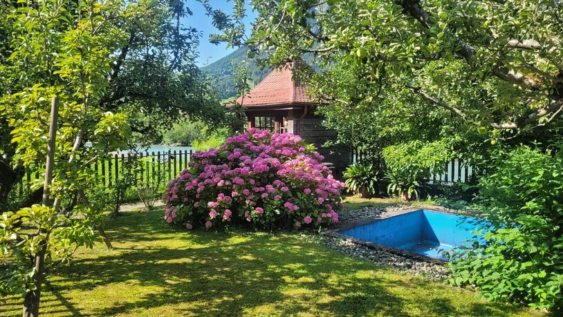 Im Garten von Nelly Noser aus Ennenda gedeiht die Hortensie prächtig und wird immer grösser.