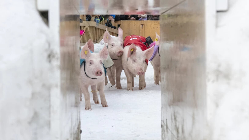 Wer guckt denn da? Ein paar Schweine beobachten den Fotografen.