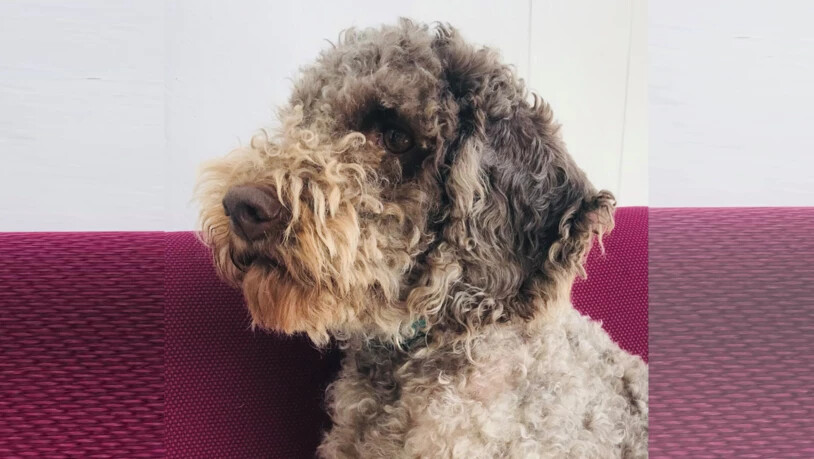 Wurde ohne das Wissen seiner Besitzerin nach Chur gebracht: der Lagotto Romagnolo.