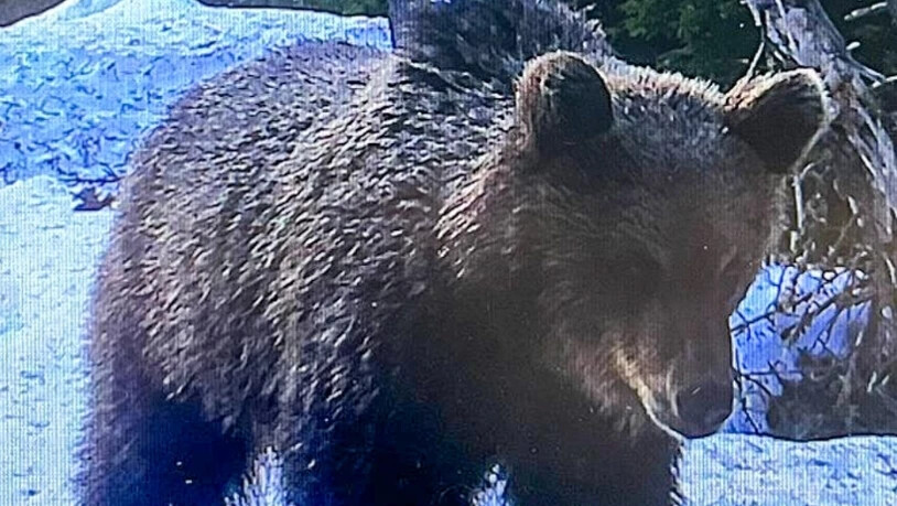 Das junge Bärenmännchen im Engadin trottete am 2. Mai direkt vor einer Fotofalle des Schweizerischen Nationalparks durch.