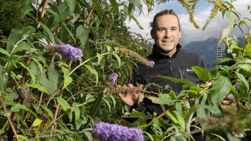 Unermüdlich im Einsatz gegen gebietsfremde Pflanzen: Sascha Gregori leitet das Neobiota-Management beim Amt für Natur und Umwelt. Im Bild zu sehen der Schmetterlingsstrauch, auch bekannt als Sommerflieder.
