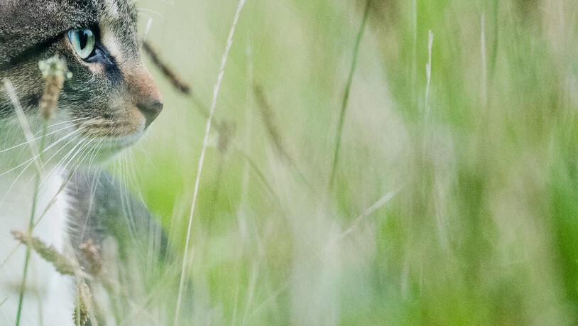 Wo im Linthgebiet am meisten Büsis leben: Das und viele weitere Katzenfakten zeigt eine Statistik anhand von Chips.