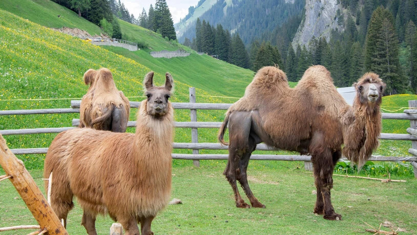 Neuwelt- neben Altweltkamelen: Da Trampeltiere und Lamas miteinander verwandt sind, können die Bandlis die beiden Arten im selben Gehege halten.