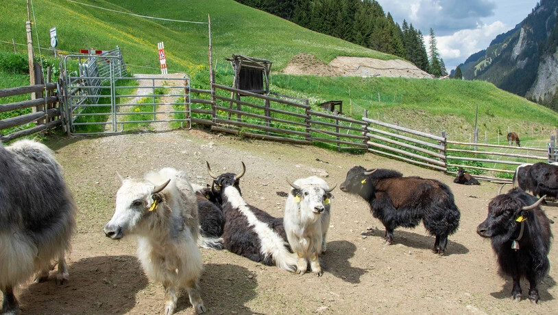 Andere Bewohner: Neben den beiden Trampeltieren und Lamas halten die Bandlis in einem weiteren Gehege auch noch Yaks.