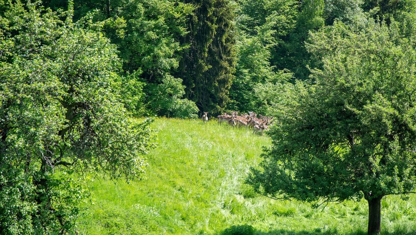 Grosse Herde: Auf seiner Farm hält Jehli 70 Damhirsche.