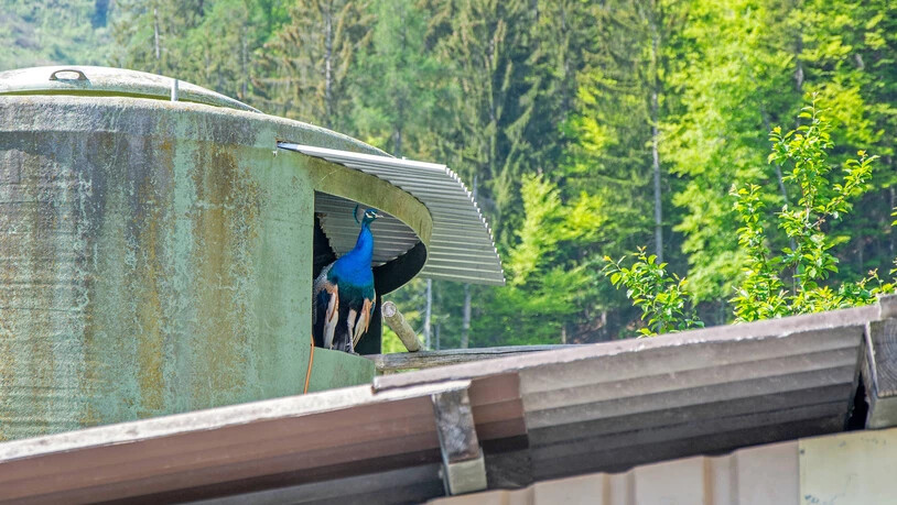 Alles im Blick: die Pfauen habe es sich in einem alten Silo auf dem Hof gemütlich gemacht.