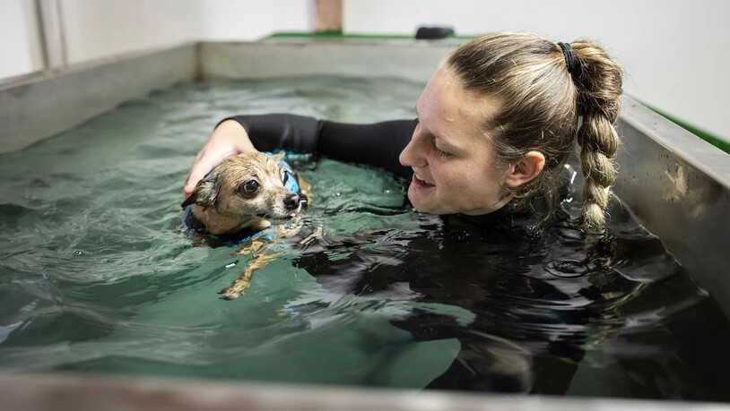 Therapie: Der sechsjährige Hund Bobo ist oft muskulär verspannt. Therapie: Der sechsjährige Hund Bobo ist oft muskulär verspannt.