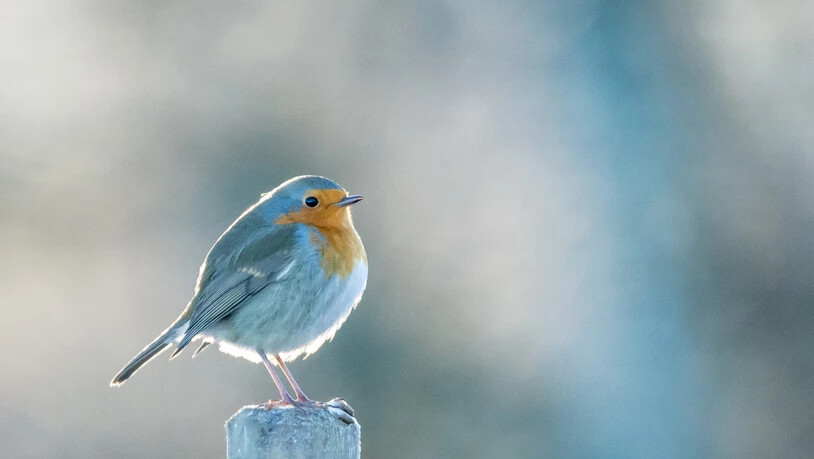 Wo ist der Wurm? Der frühe Vogel hält Ausschau. Wo ist der Wurm? Der frühe Vogel hält Ausschau.