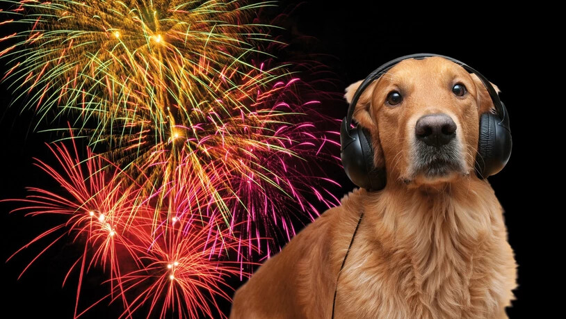 Ein Feuerwerk ist bunt und laut: Ein Kopfhörer wie in dieser amüsanten Animation, würde die Lage der Haustiere allerdings nicht verbessern. Ein Feuerwerk ist bunt und laut: Ein Kopfhörer wie in dieser amüsanten Animation, würde die Lage der Haustiere allerdings nicht verbessern.