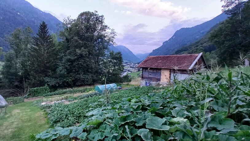 Daniela Moser aus Leuggelbach schreibt auch: «Diesen Sommer haben wir das Projekt Market-Gardening in die Tat umgesetzt.» Somit beliefern Mosers zehn Glarner Familien mit unserem Gemüse, «was uns sehr viel Freude bereitet». 