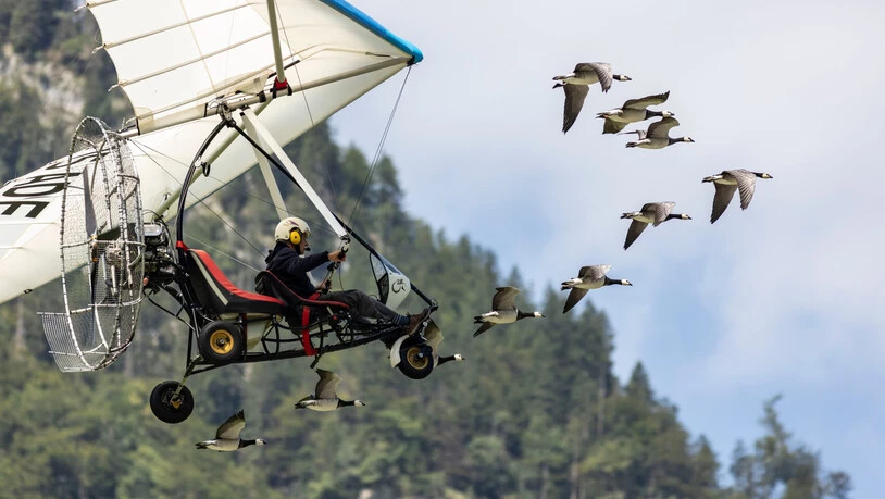 Show von Birdman Christian Moulle: Er fliegt mit seinem Ultraleichtflugzeug frei wie ein Vogel durch die Lüfte, begleitet von einer Gänseschar. Show von Birdman Christian Moulle: Er fliegt mit seinem Ultraleichtflugzeug frei wie ein Vogel durch die Lüfte, begleitet von einer Gänseschar.