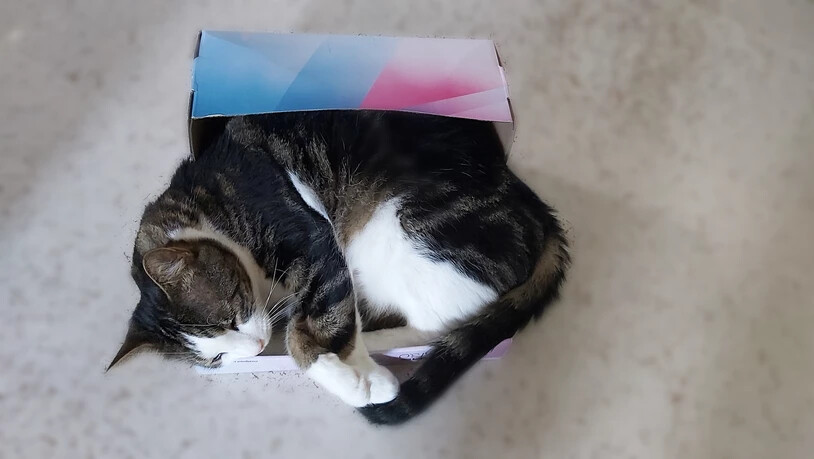 Hat früher besser gepasst: Porthos in einem seiner Lieblingsplätze, einer Schuhschachtel. Hat früher besser gepasst: Porthos in einem seiner Lieblingsplätze, einer Schuhschachtel.