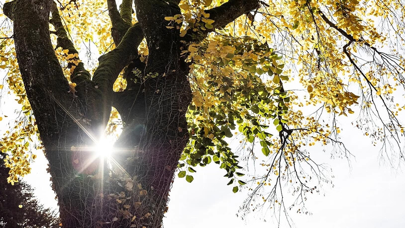 Tut gut: Der Körper braucht Sonnenlicht, um Vitamin D bilden zu können. Tut gut: Der Körper braucht Sonnenlicht, um Vitamin D bilden zu können.